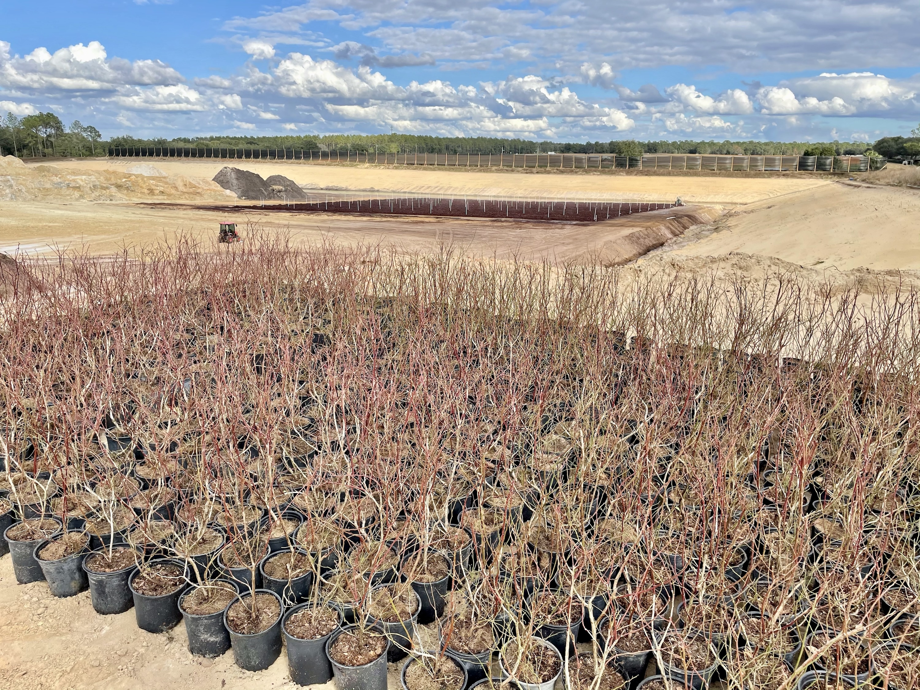 Blueberry plants